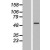 Western Blot: Cytokeratin 18 Lysate [NBL1-12386] - Western Blot experiments. Left-Control; Right -Over-expression Lysate for KRT18.